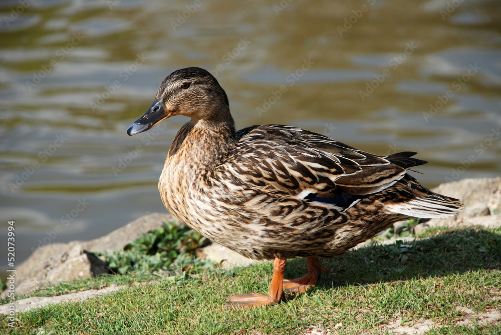 Female mallard standing by the water Female mallard standing by the water