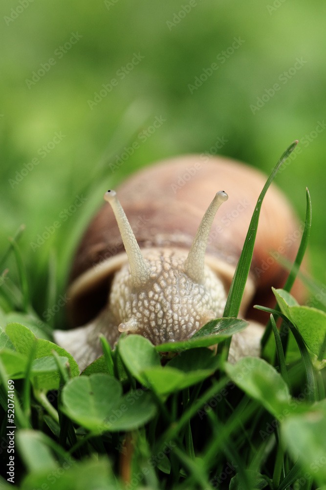 Obraz premium Snail (Helix pomatia)