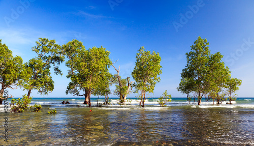 Trees in the mangroves photo