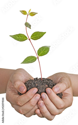 sapling in hands