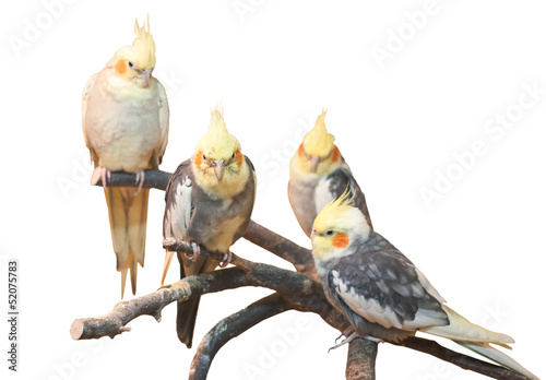 group of cockatiels, isolated on white