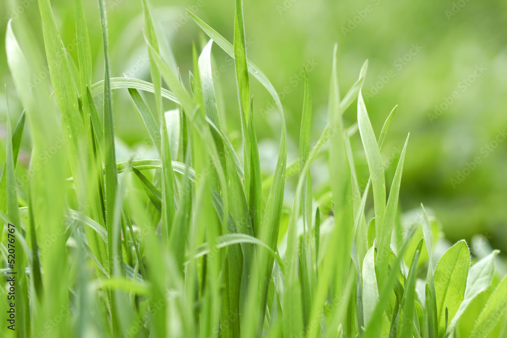green grass green grass