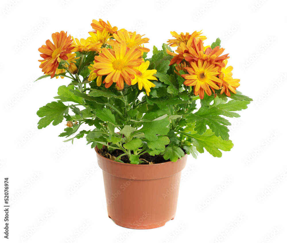 Orange chrysanthemum Orange chrysanthemum