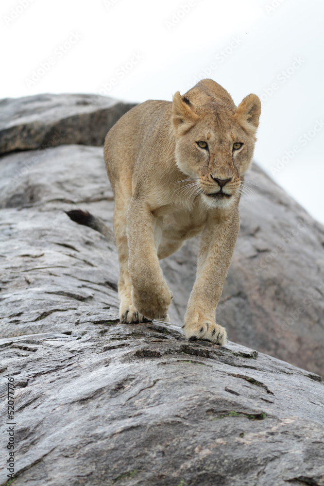 Fototapeta premium Lioness walking down a wet rock
