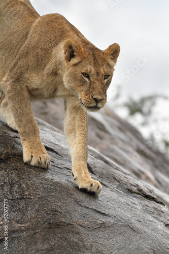 Lioness walking down a rock
