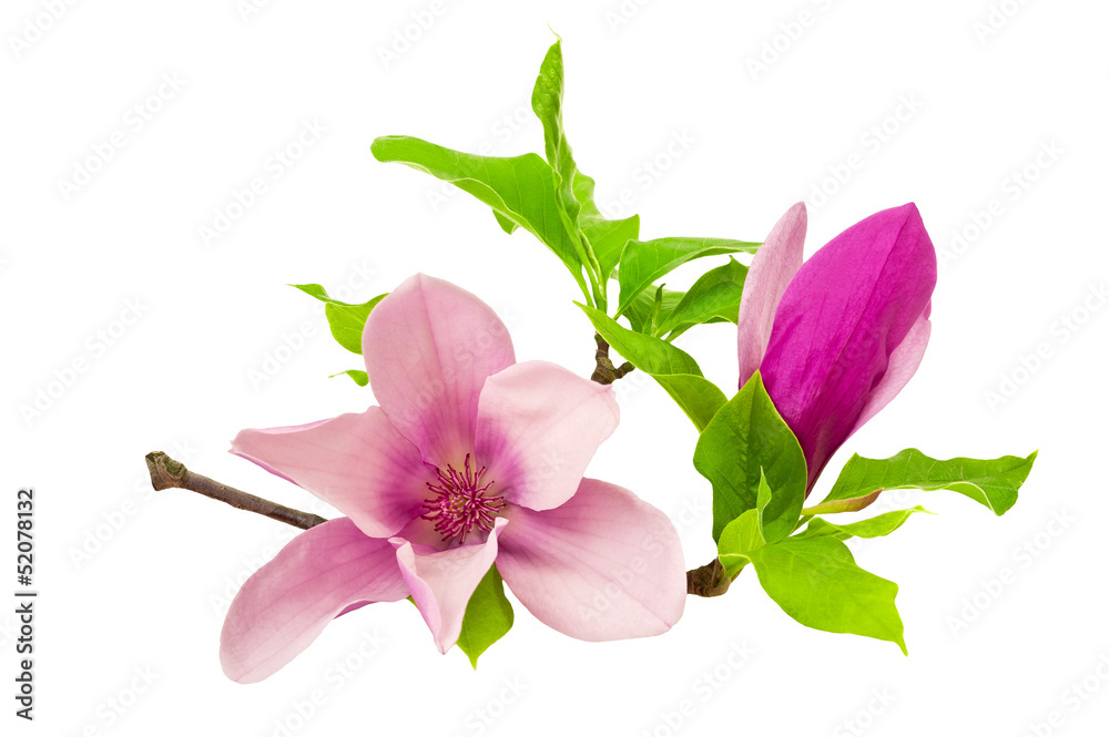 Fototapeta premium magnolia