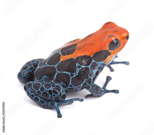 red poison dart frog isolated