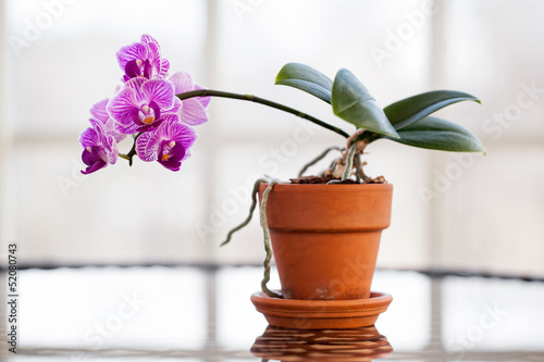 Fototapeta Naklejka Na Ścianę i Meble -  Pink orghid in a pot in a sunroom window
