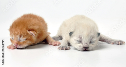 newborn kittens
