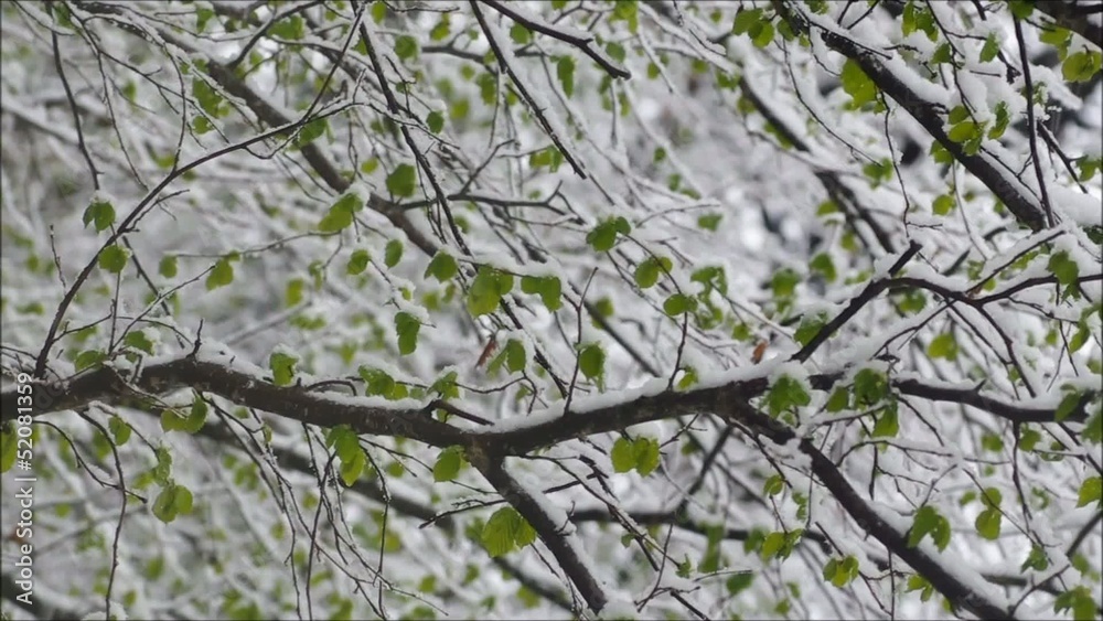 Falling snow.Beautiful hivernal and (or)spring background.