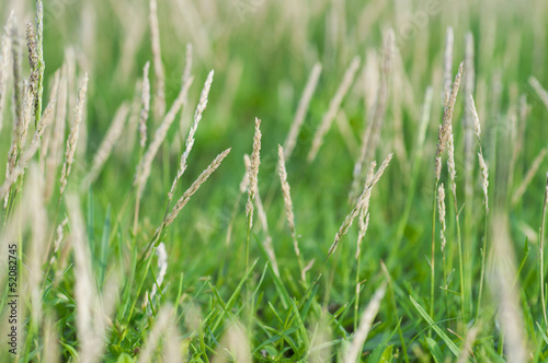 Flower of grass