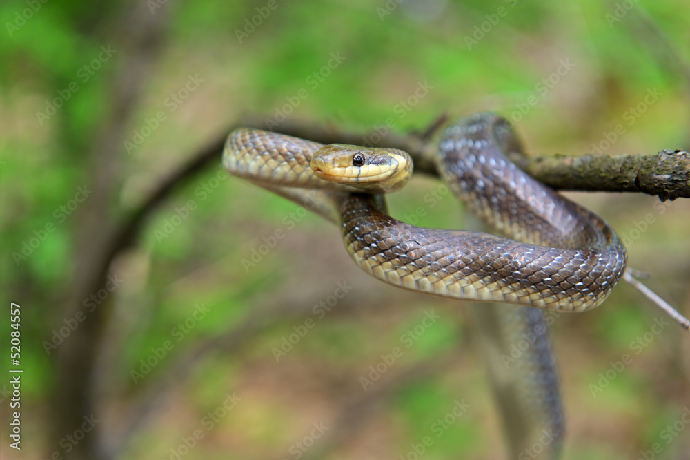 Snake