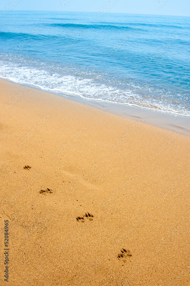 Isolated dog footsteps in sand along the shore on tropical beach Isolated dog footsteps in sand along the shore on tropical beach