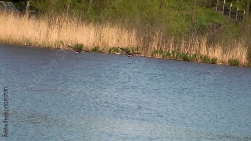 Canada Geese In Flight - Doxey Nature Reserve, Staffordshire,UK photo