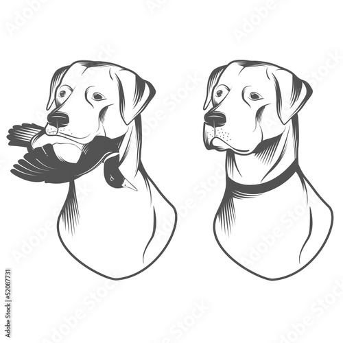 Hunting retriever head