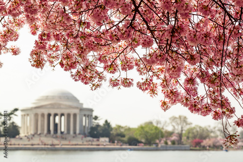 Fotografie, Tablou Cherry blossom over Jefferson Memorial in Washington DC