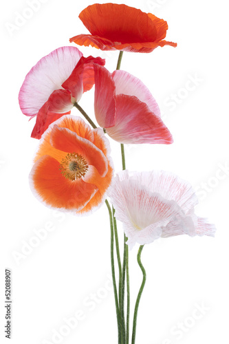 Fototapeta Naklejka Na Ścianę i Meble -  poppy