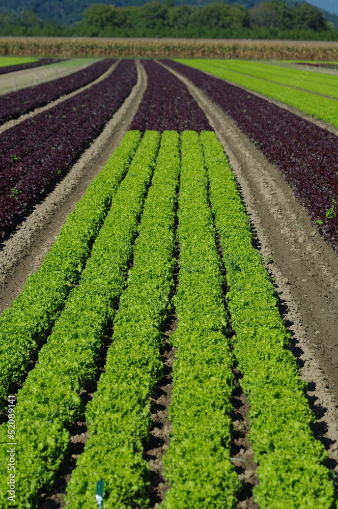 plantation de salades plantation de salades