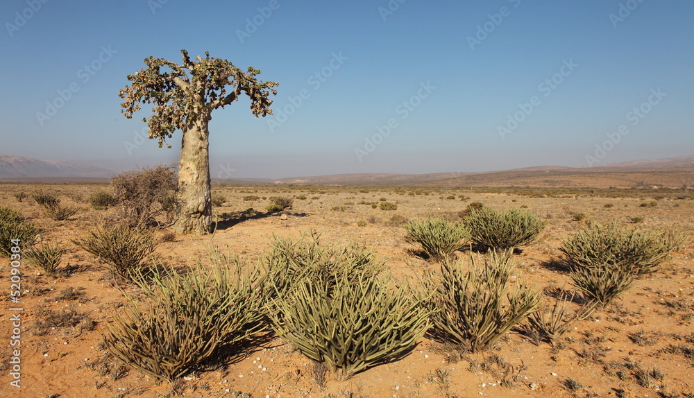 Cucumber tree, Dendrosicyos socotranus - endemic of Socotra