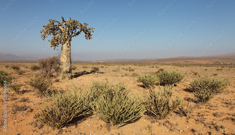 Obraz premium Cucumber tree, Dendrosicyos socotranus - endemic of Socotra