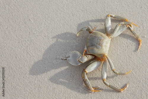 Crab on a white sand beach
