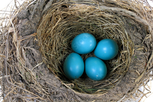 Close-up view of Robin Bird Nest