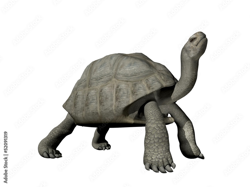 custom made wallpaper toronto digitalGalapagos tortoise - 3D render