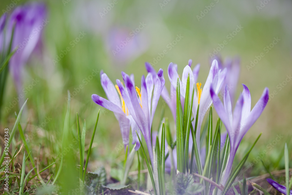 Beautiful crocus flowers in Tatry mountains Beautiful crocus flowers in Tatry mountains