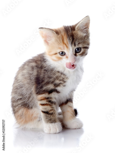 Multi-colored licking lips kitten.
