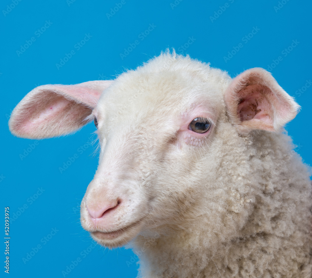 youg sheep  - portrait