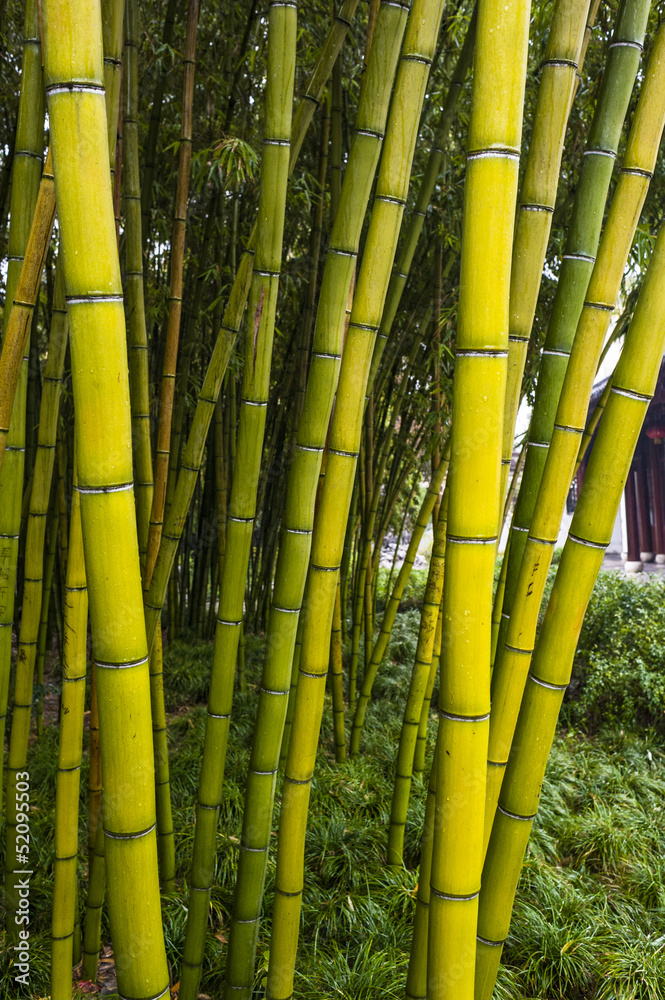 Bamboo in the garden Bamboo in the garden