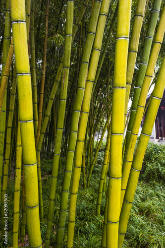 Bamboo in the garden