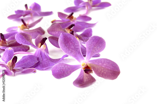 Pile of tropical pink orchid