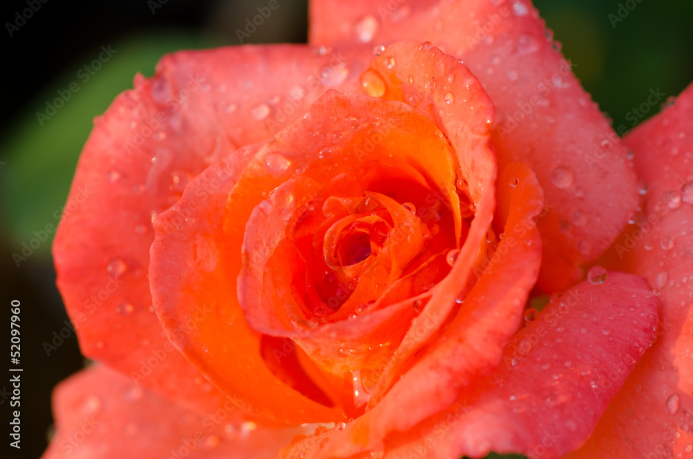 Orange rose closeup Orange rose closeup