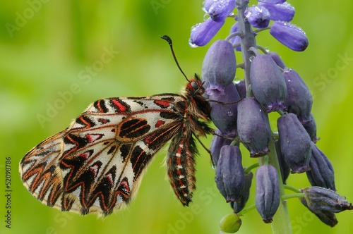 Zerynthia polyxena, femmina photo