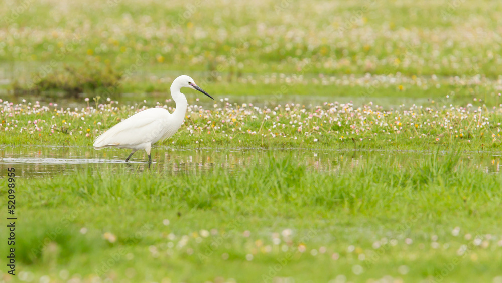 Fototapeta premium Egretta garzetta or small white heron