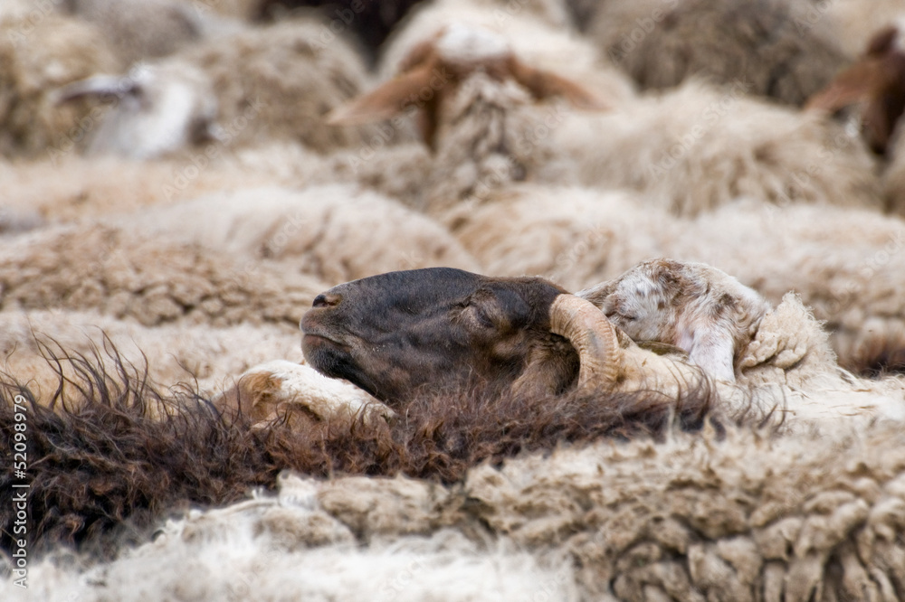Fototapeta premium mutton