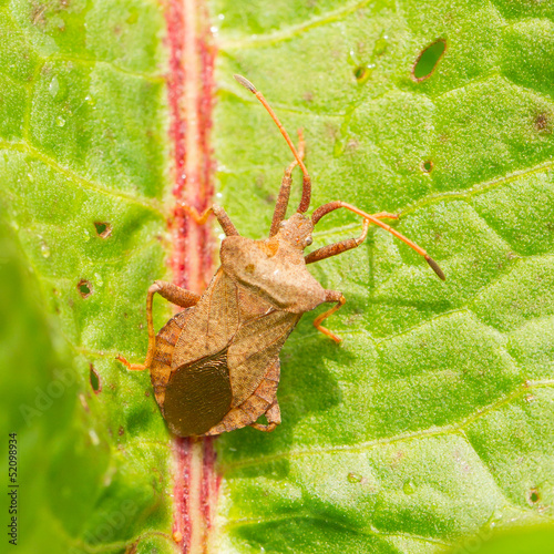фотографія Oxalic bedbug