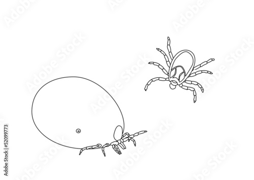 Ticks