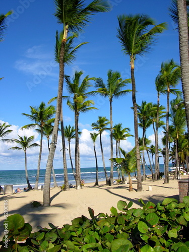 Palmenstrand in Punta Cana