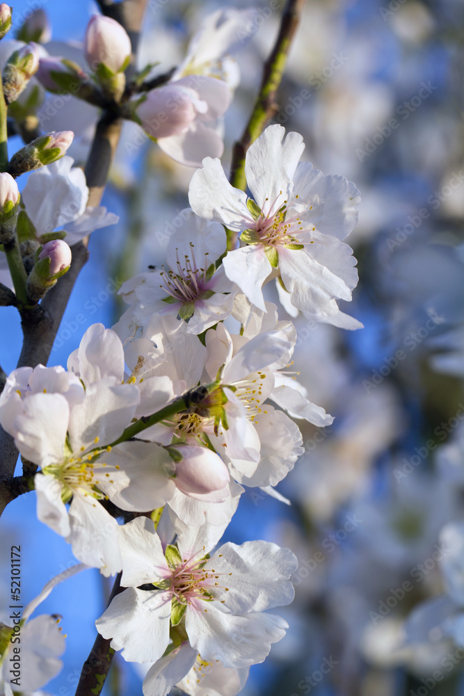 Obraz premium almond tree blossoms