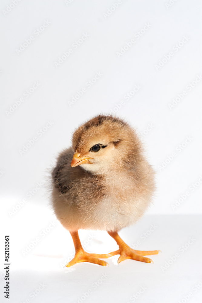 Obraz premium little chicken