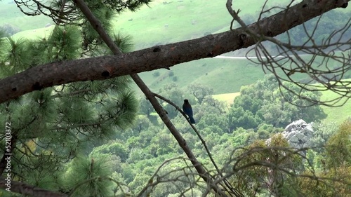 Steller's Jay (Cyanocitta stelleri) on a branch of spruce. photo