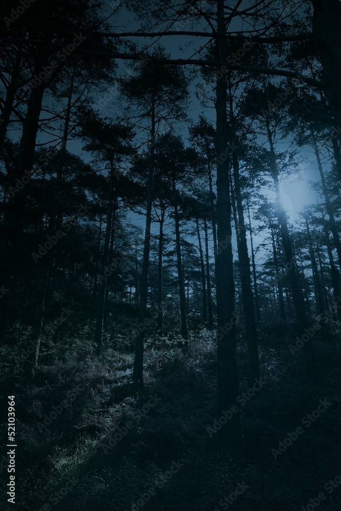 Obraz premium Full moon forest