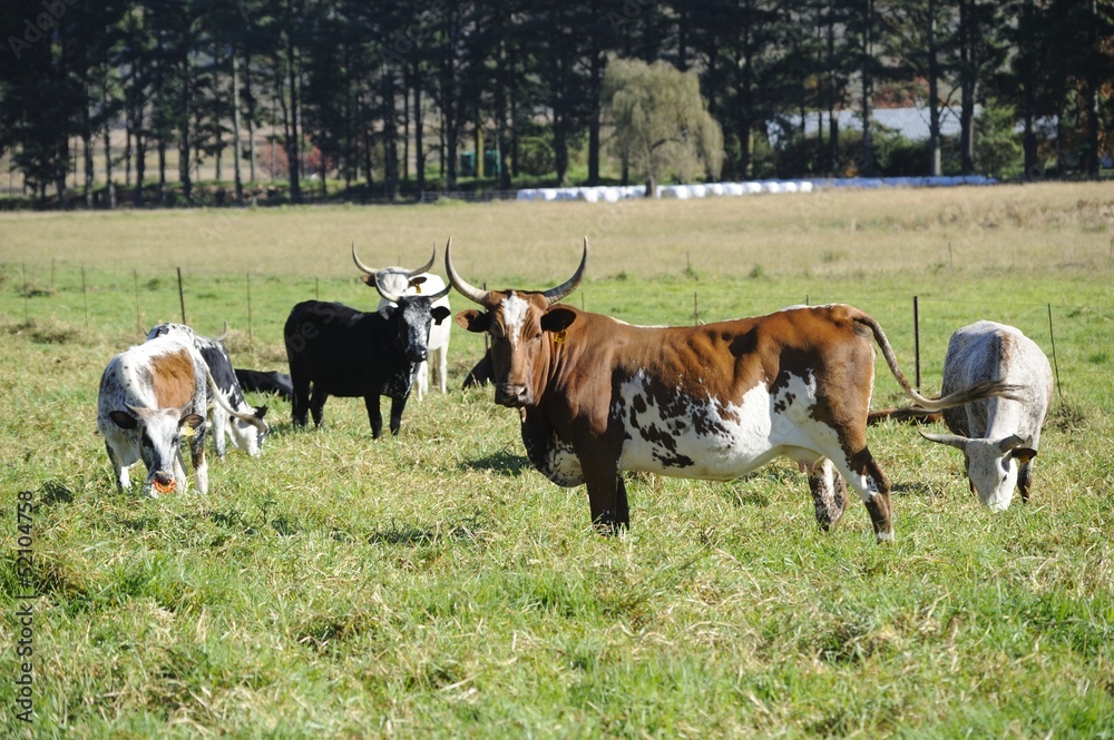 NGUNI cattle. A breed of hardy indigenous african cattle NGUNI cattle. A breed of hardy indigenous african cattle