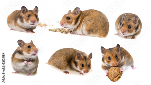hamster isolated on white background - collection