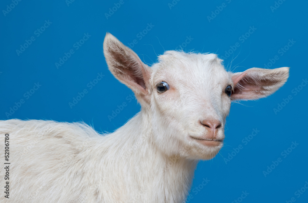 young white goat - portrait on blue background