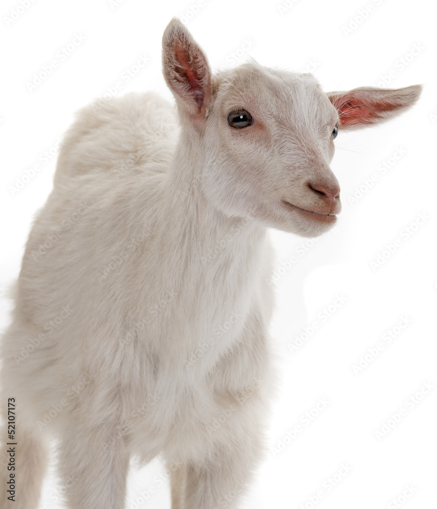 Fototapeta premium goat isolated on a white background