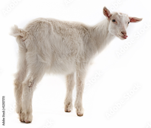 a goat isolated on white background