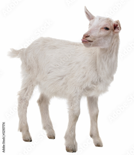 young goat isolated on a white background